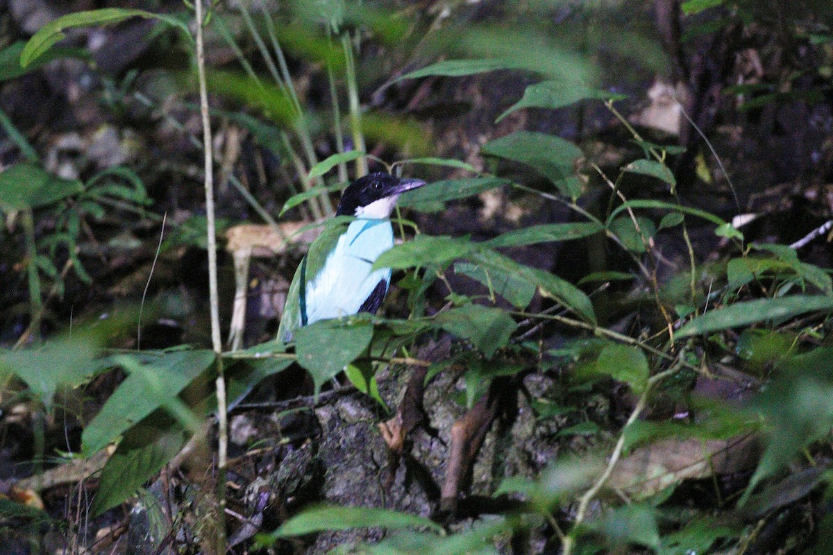 Azure-breasted Pitta - ML646838649