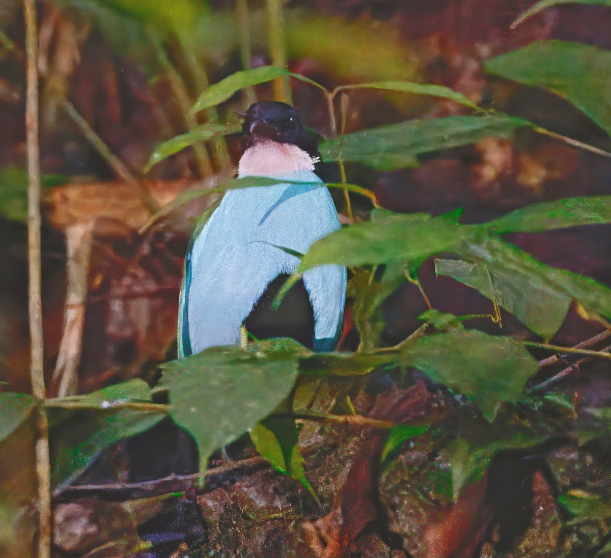 Azure-breasted Pitta - ML646838650