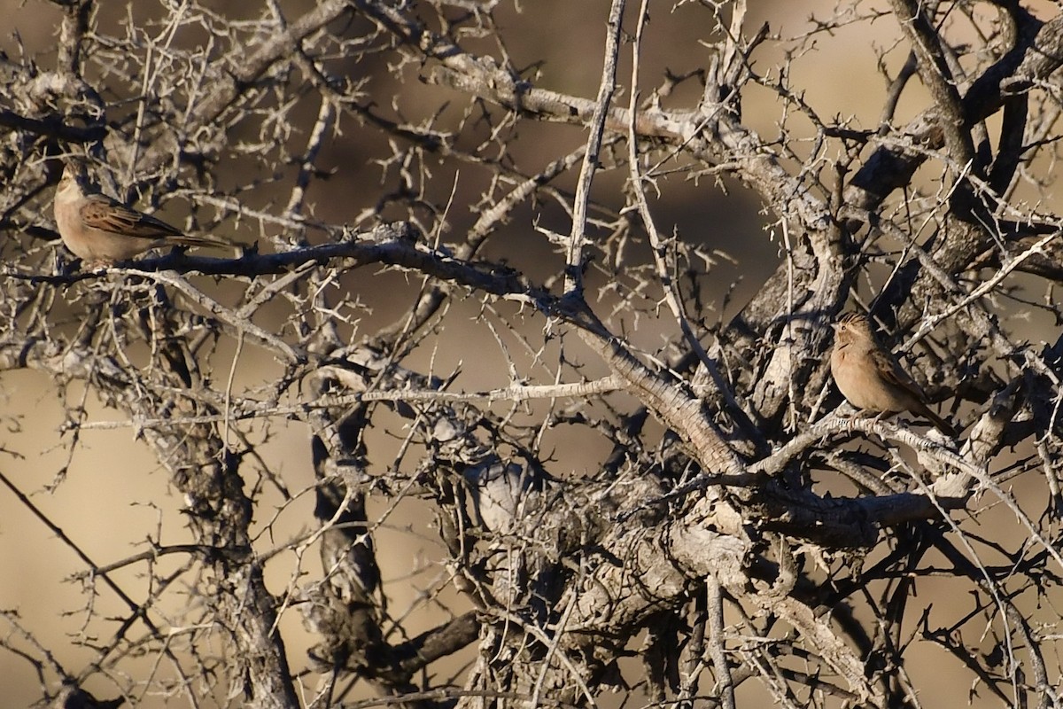 Бледная овсянка - ML646838652