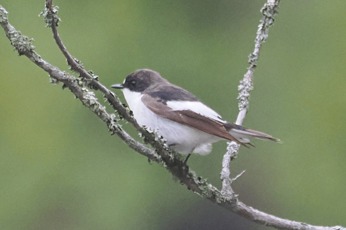 חטפית שחורת-עורף - ML646838657