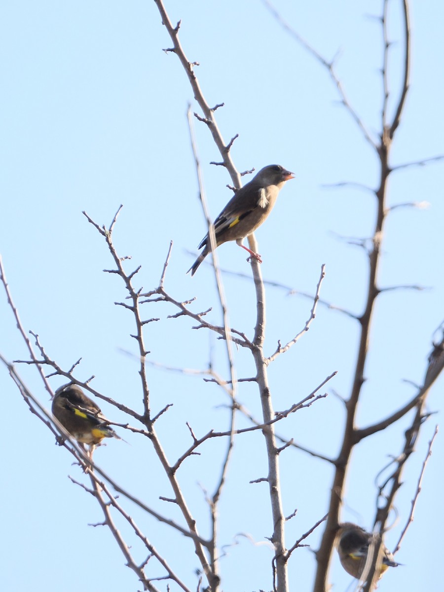 Oriental Greenfinch - ML646838658
