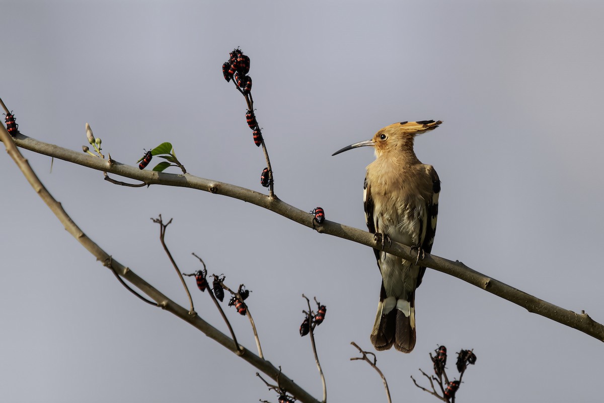 Common Hoopoe - ML646838659