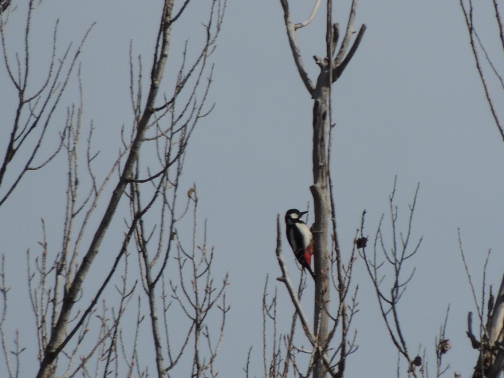 flaggspett - ML646838660