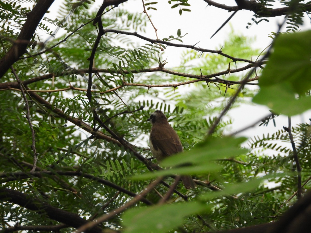 Bulbul goiavier - ML646838661