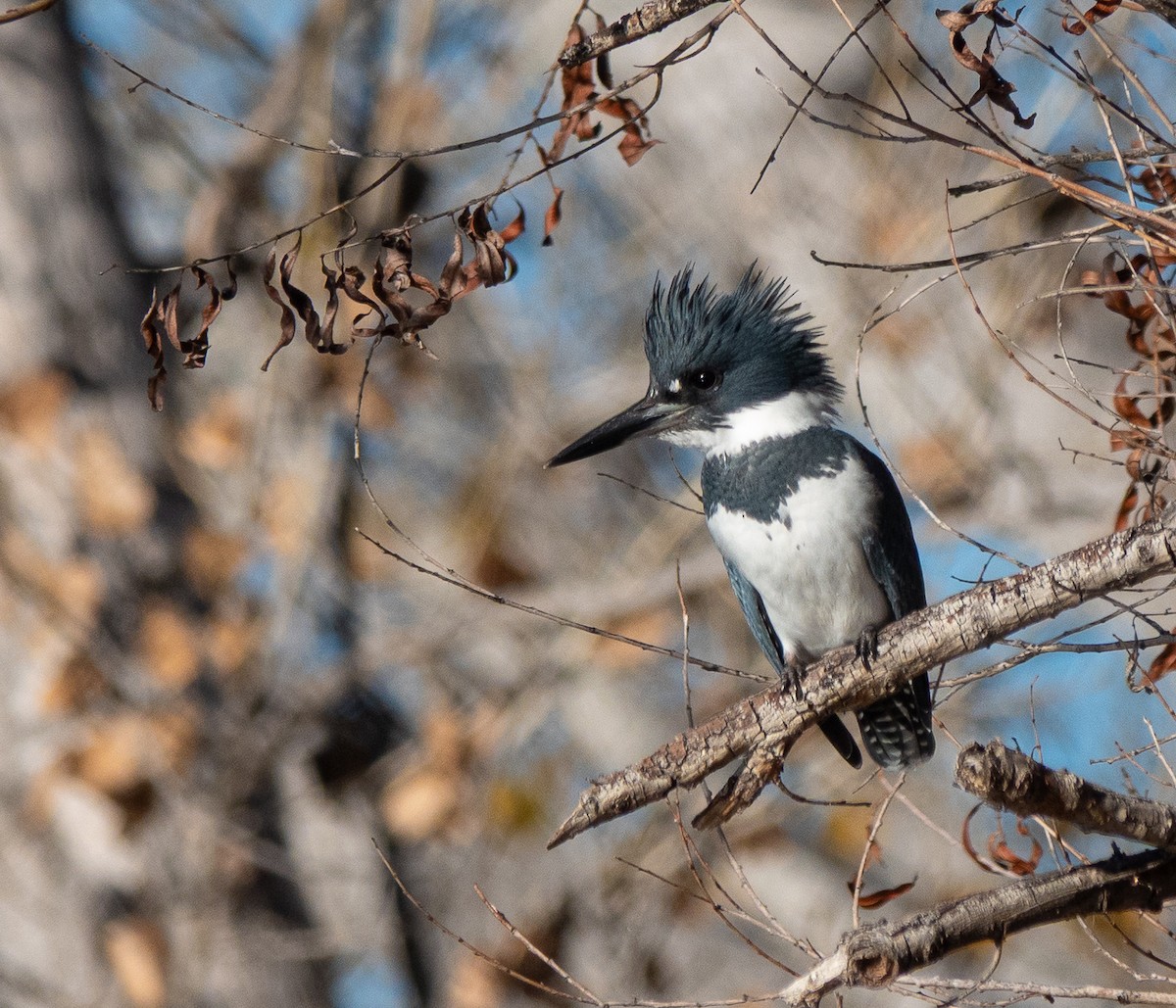 Belted Kingfisher - ML646838664