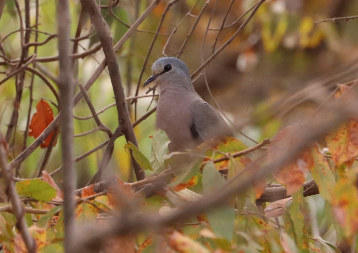 Black-billed Wood-Dove - ML646838665