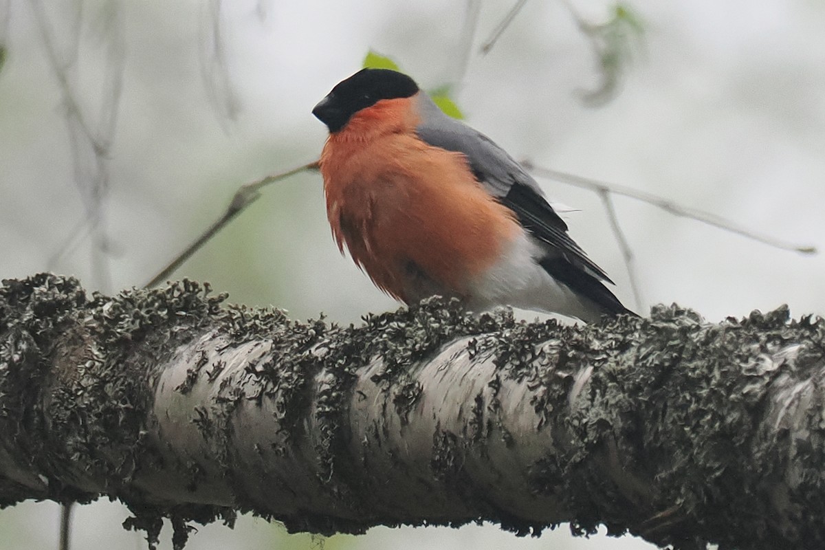 אדמון מובהק - ML646838667