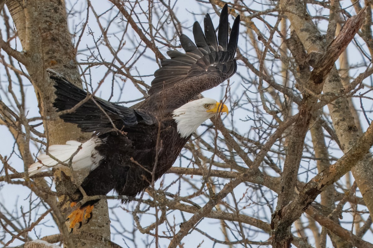 Bald Eagle - ML646838668