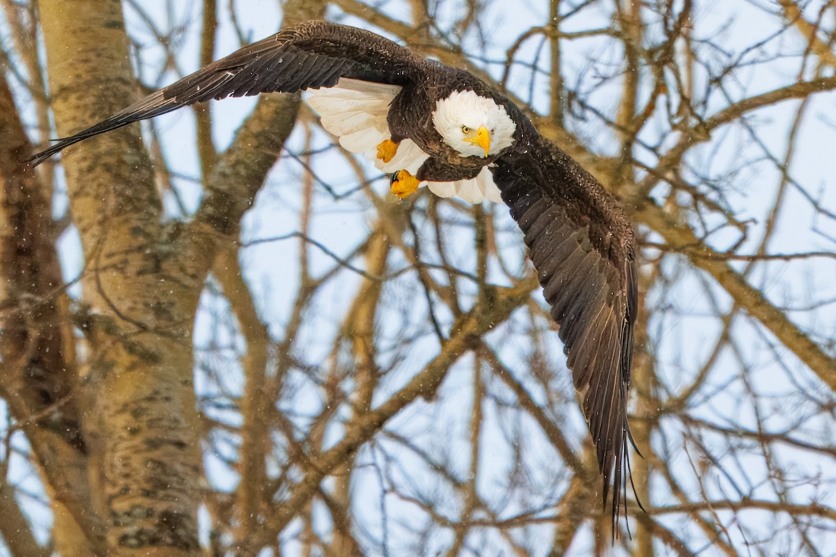 Bald Eagle - ML646838669
