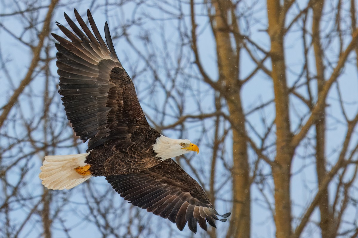 Bald Eagle - ML646838670