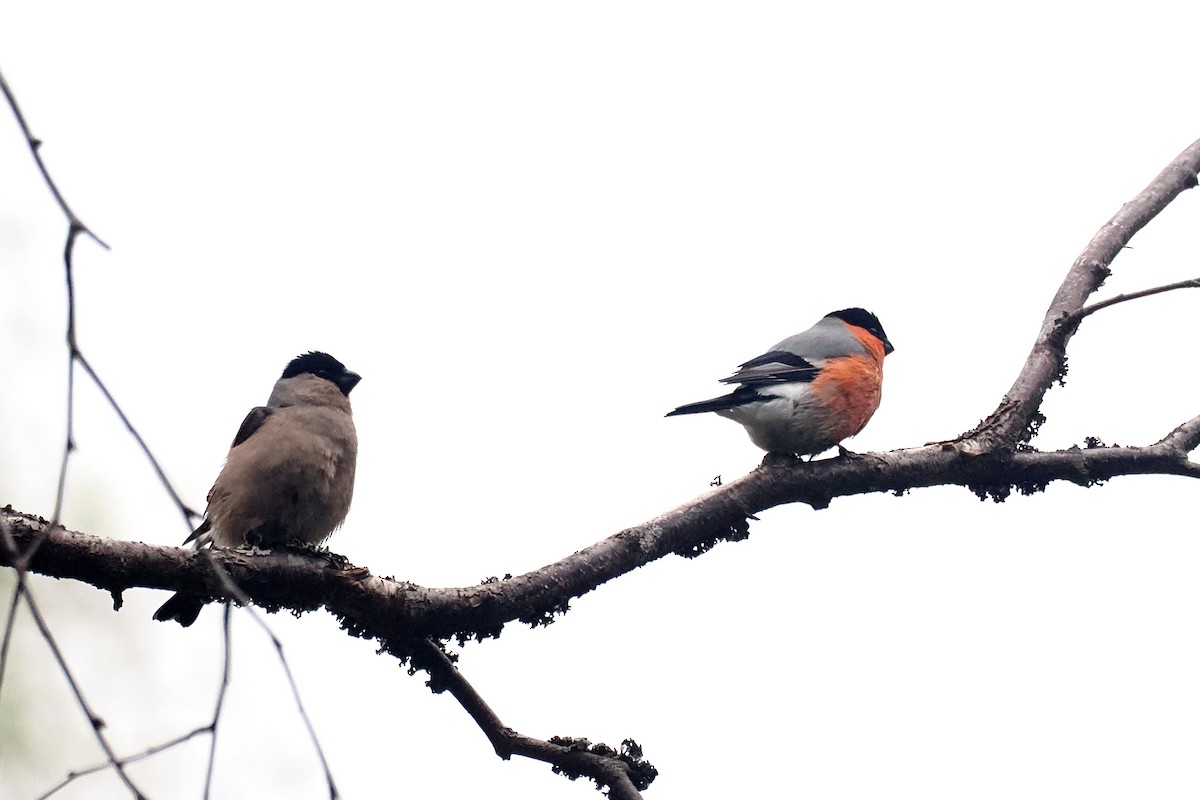 אדמון מובהק - ML646838672