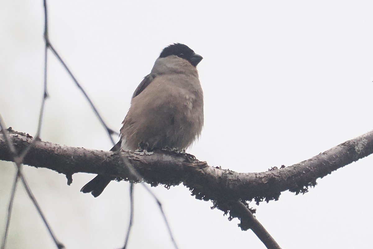 אדמון מובהק - ML646838673