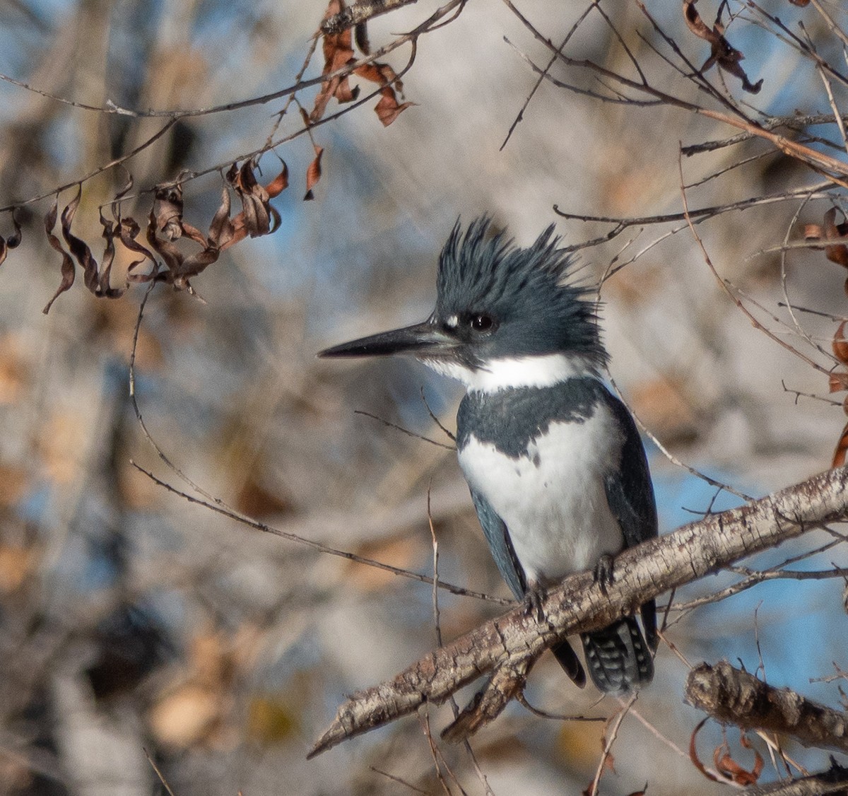 Belted Kingfisher - ML646838675