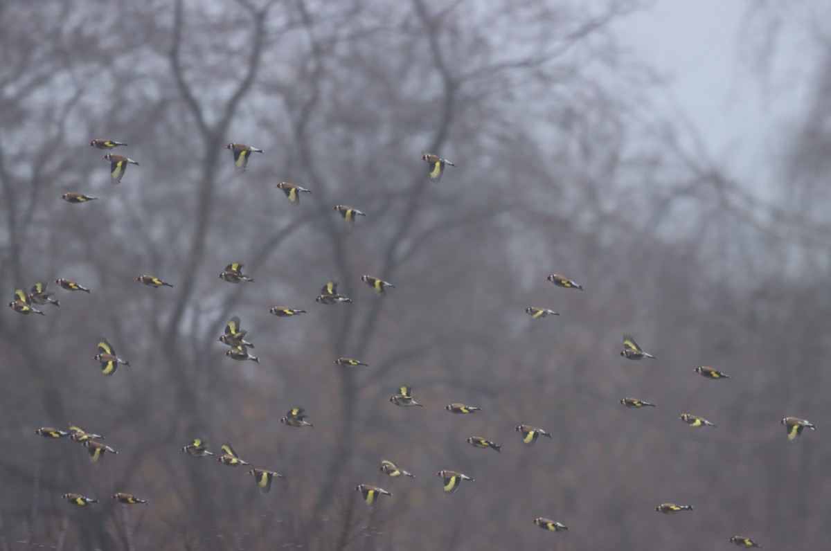 Cardellino - ML646838677