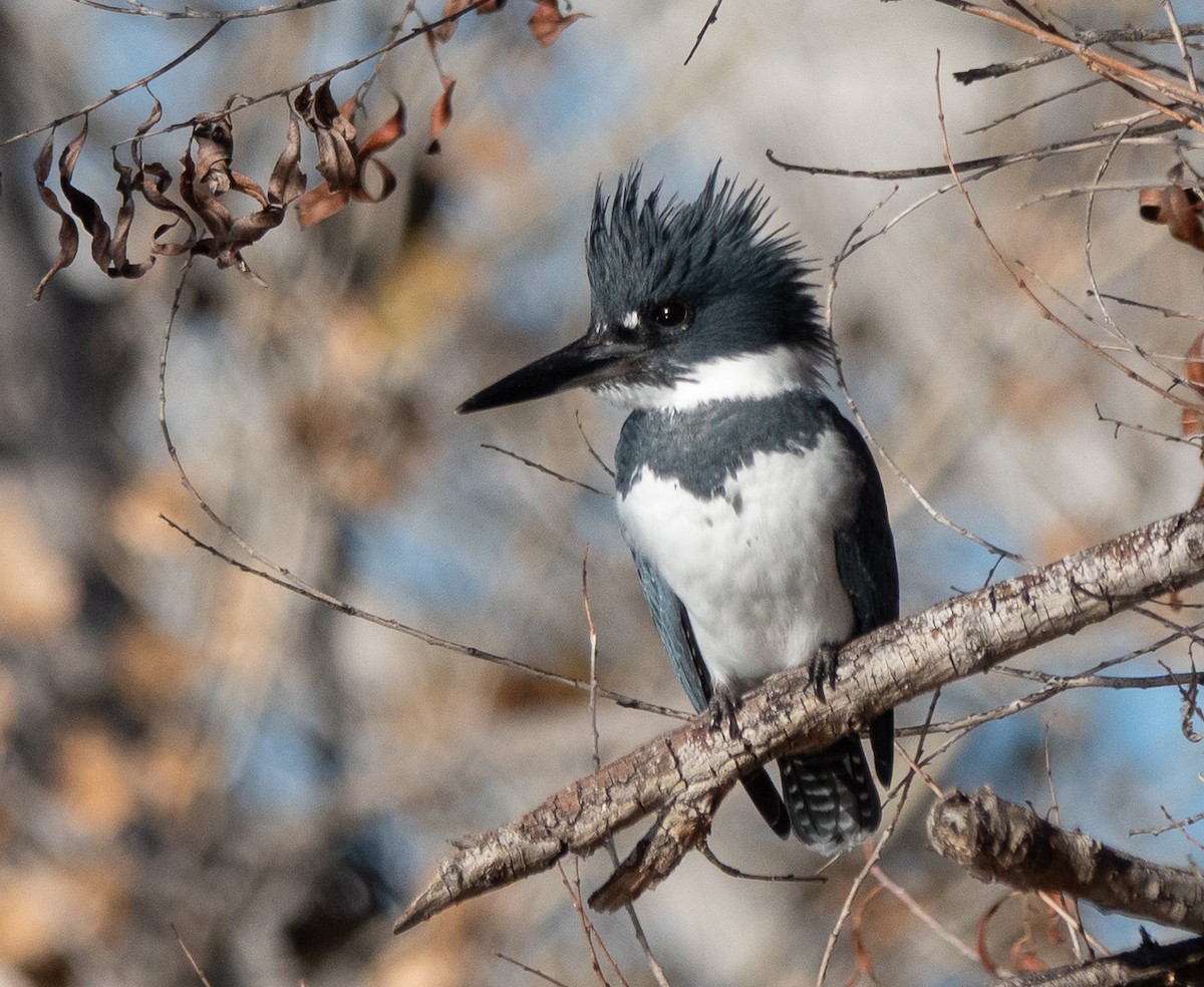 Belted Kingfisher - ML646838678