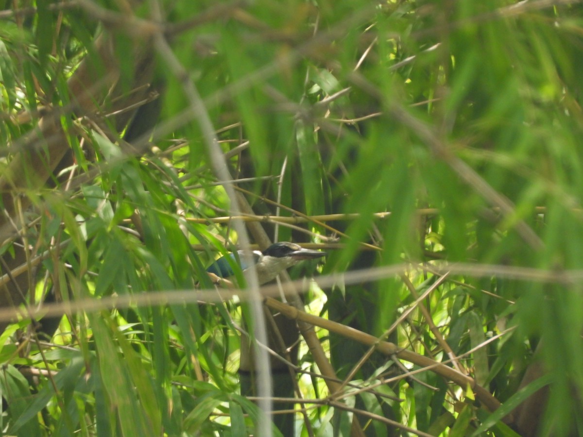Martin-chasseur à collier blanc - ML646838680