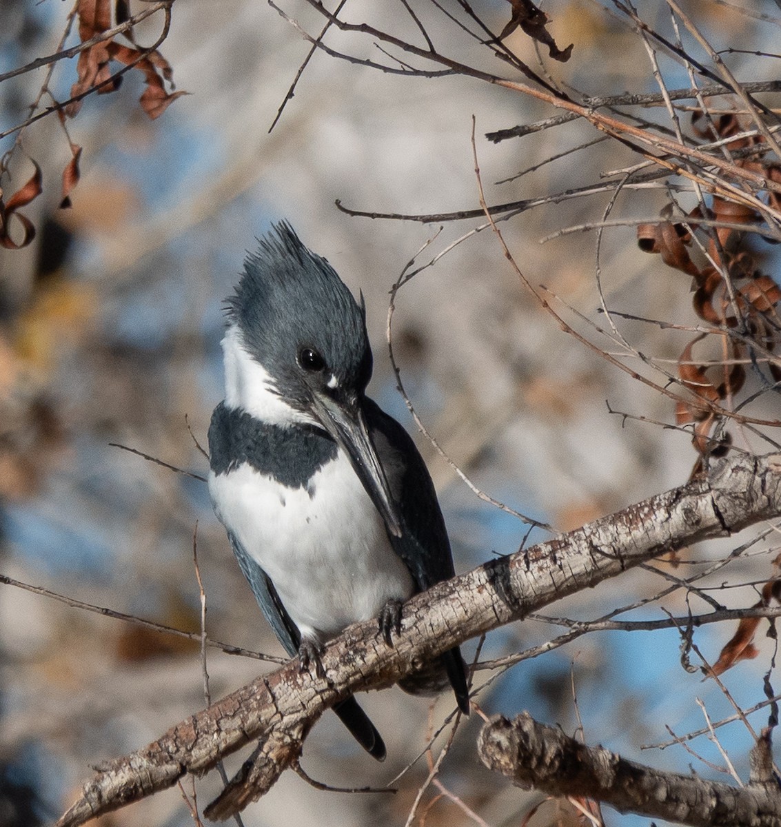 Belted Kingfisher - ML646838681