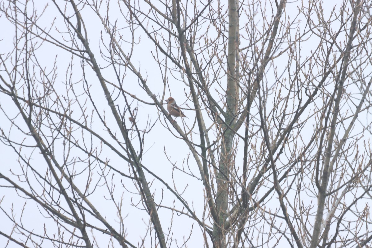 Банхар булжуухай - ML646838682