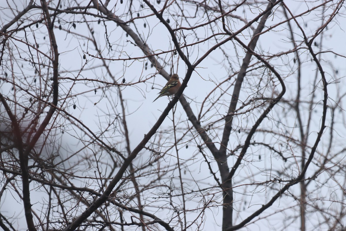 Дуулгат бужирга - ML646838684