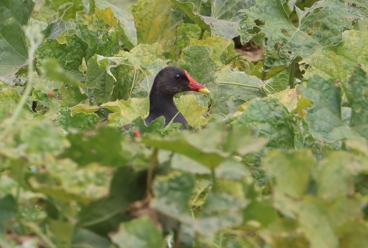 Eurasian Moorhen - ML646838685