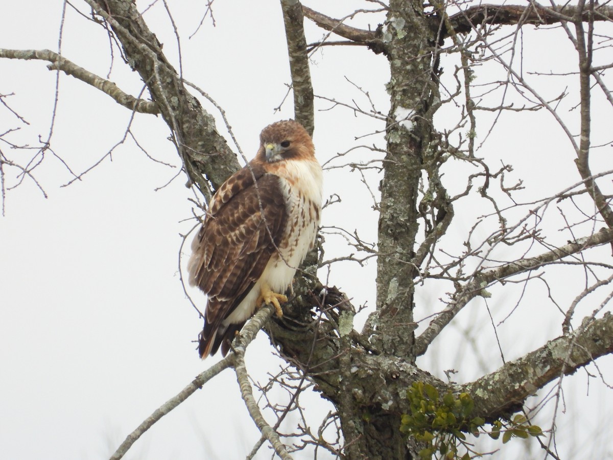 Red-tailed Hawk - ML646838686