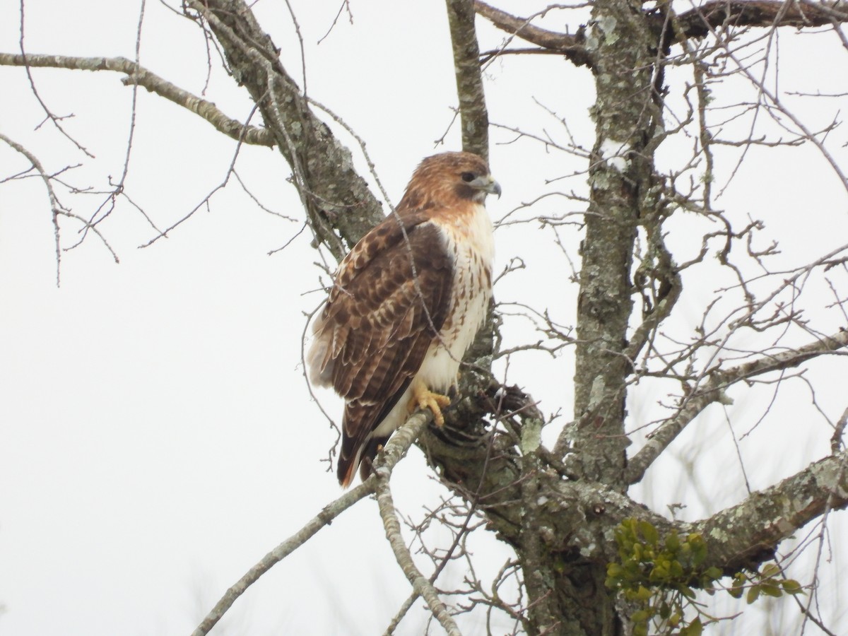 Red-tailed Hawk - ML646838687
