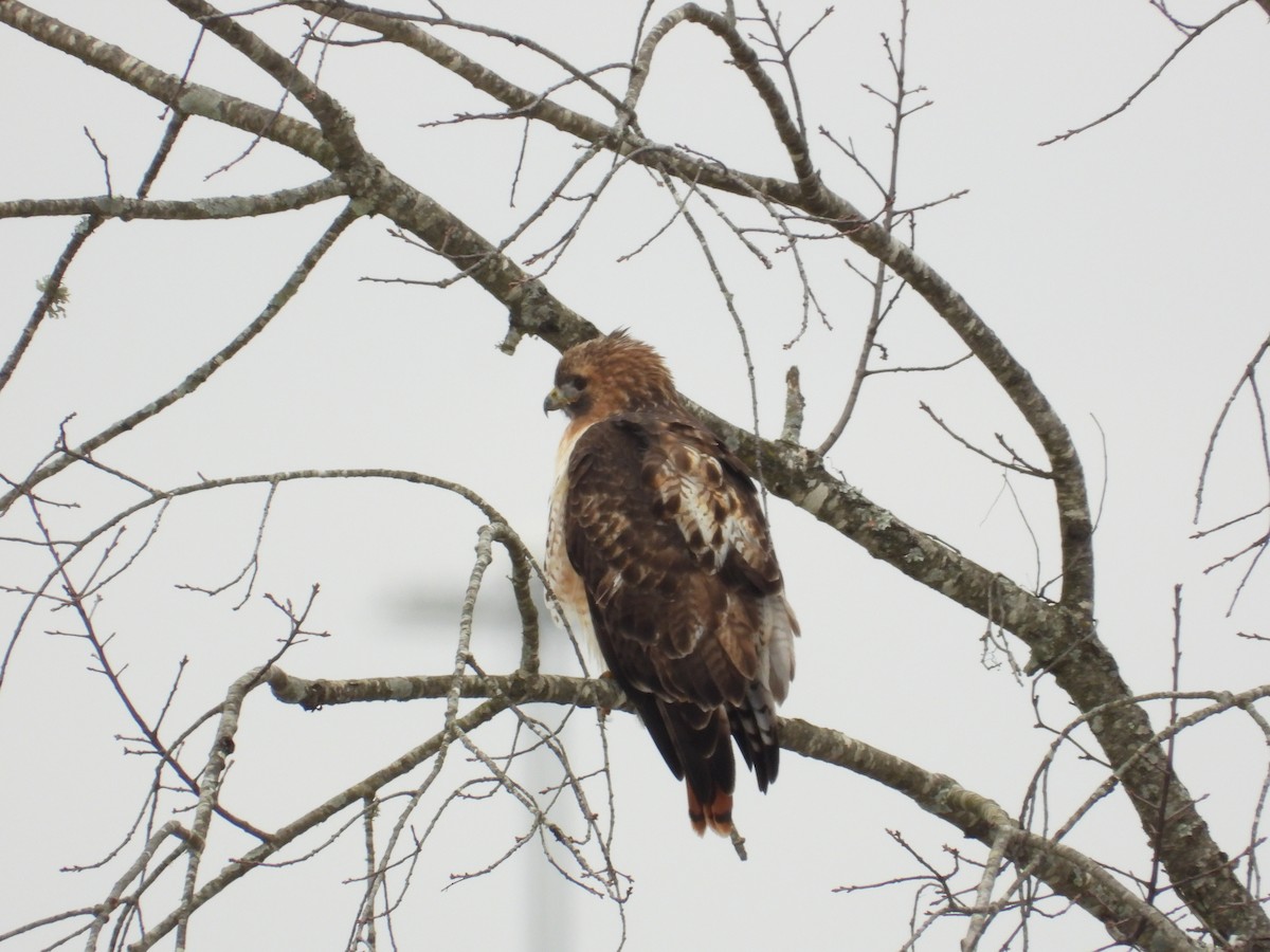 Red-tailed Hawk - ML646838688