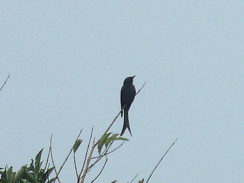 ハイイロオウチュウ - ML646838692