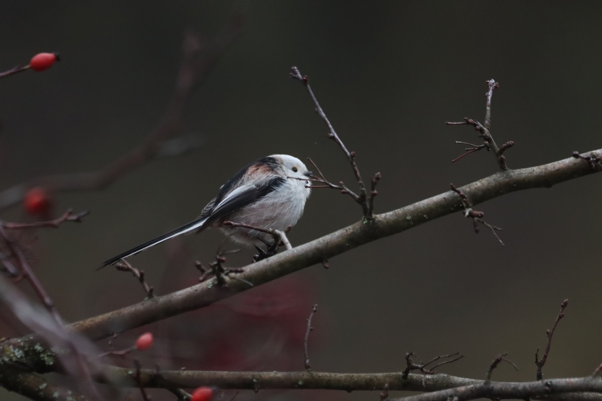 Сүүлт хөх бух - ML646838693