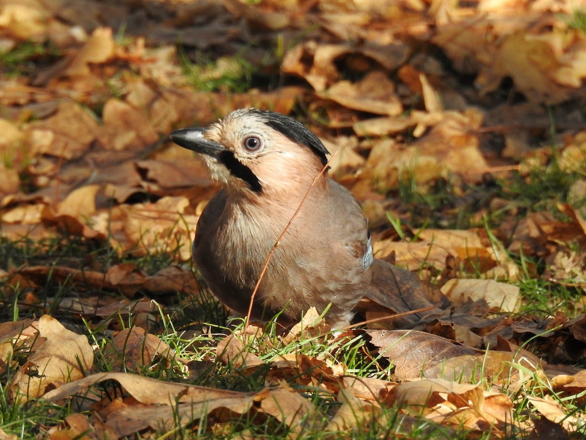 Eurasian Jay - ML646838694