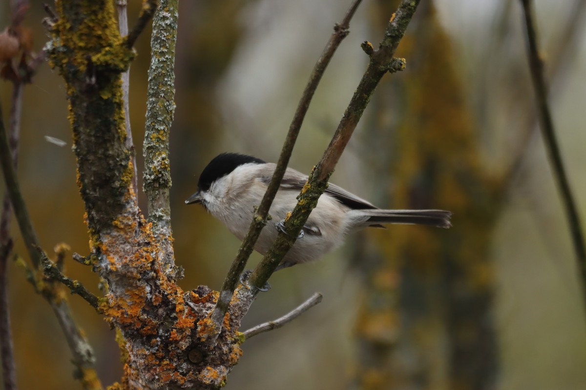 Mésange nonnette - ML646838695