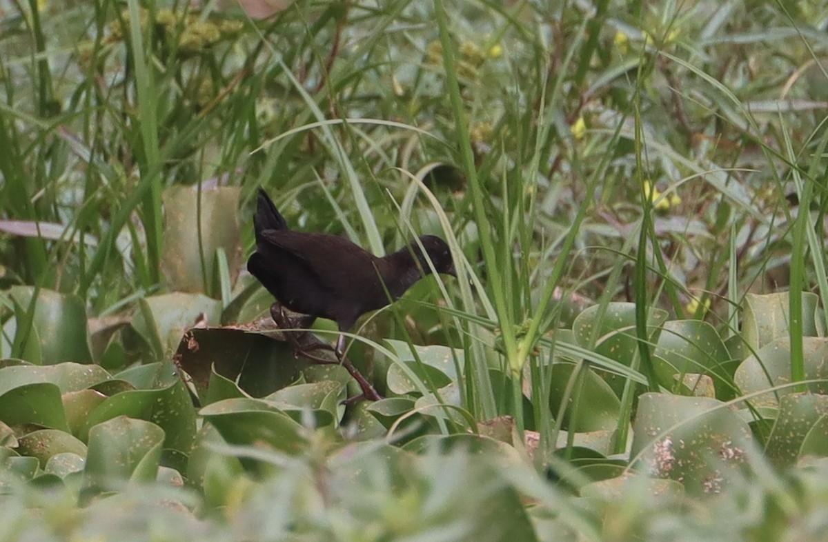 Black Crake - ML646838697