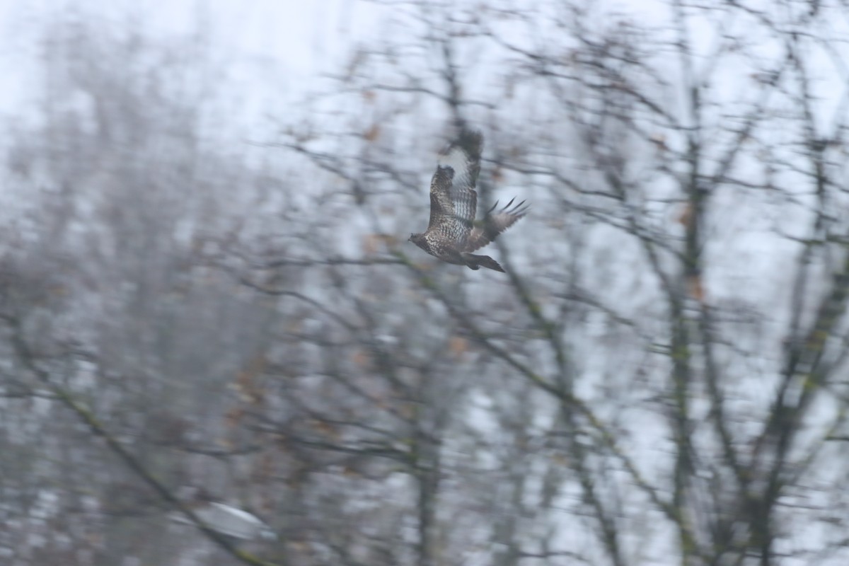 Ойн сар - ML646838698