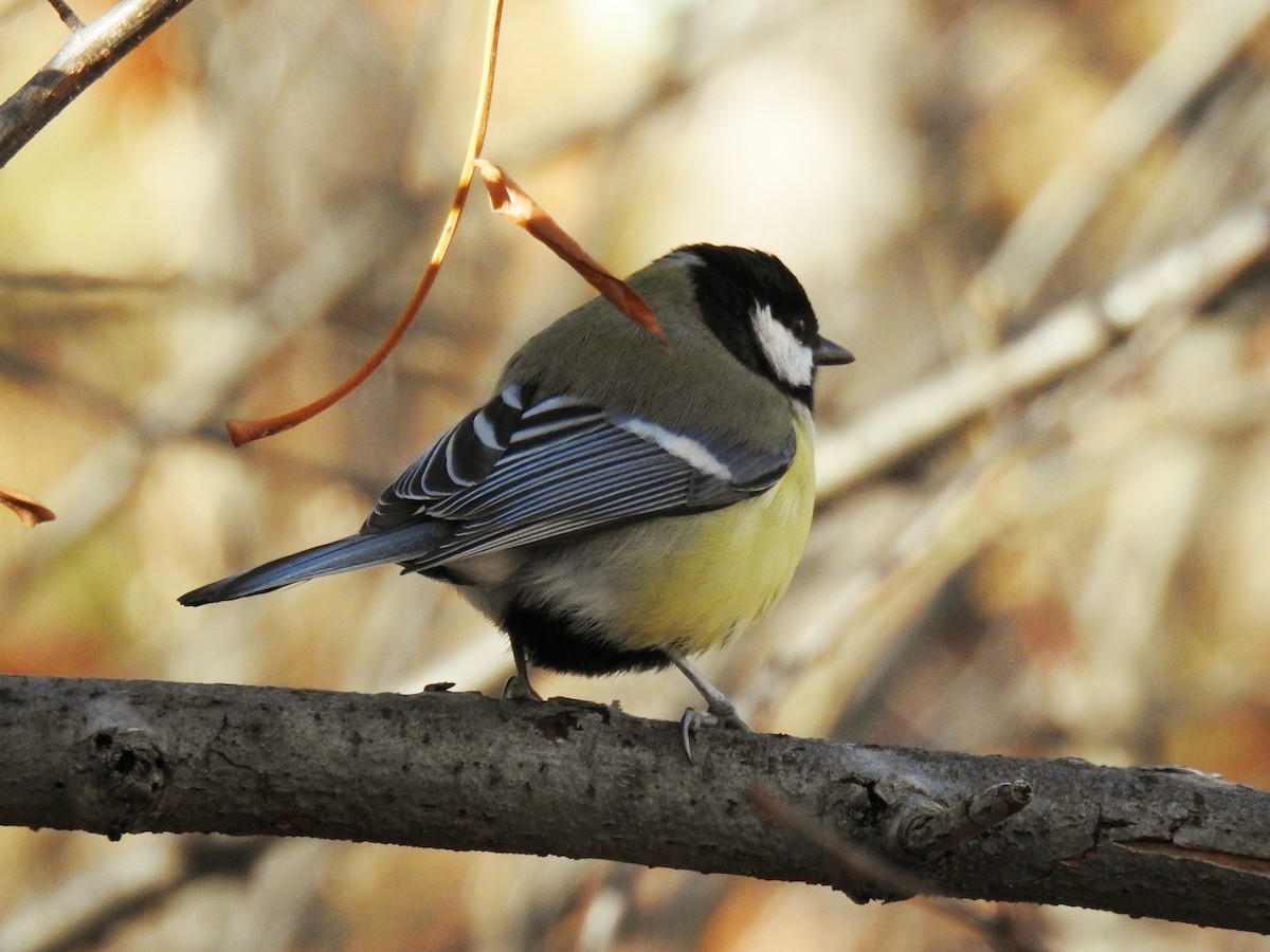 Great Tit - ML646838699