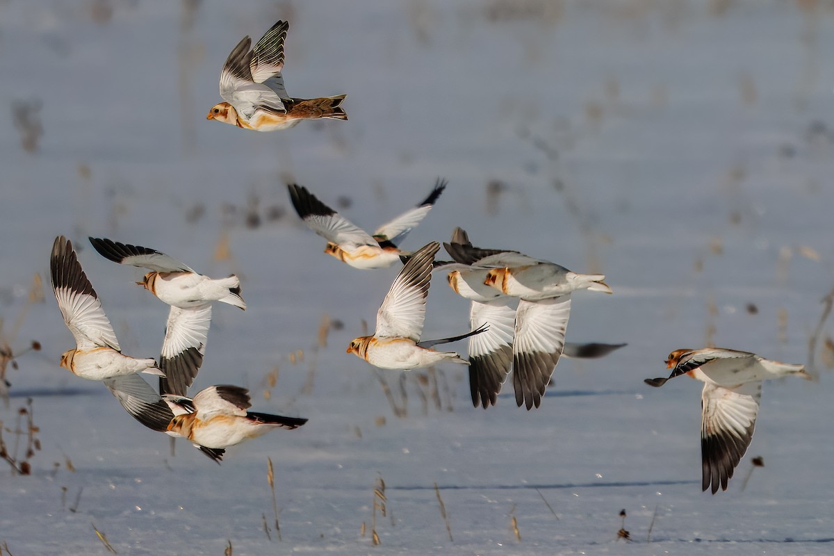 Snow Bunting - ML646838700
