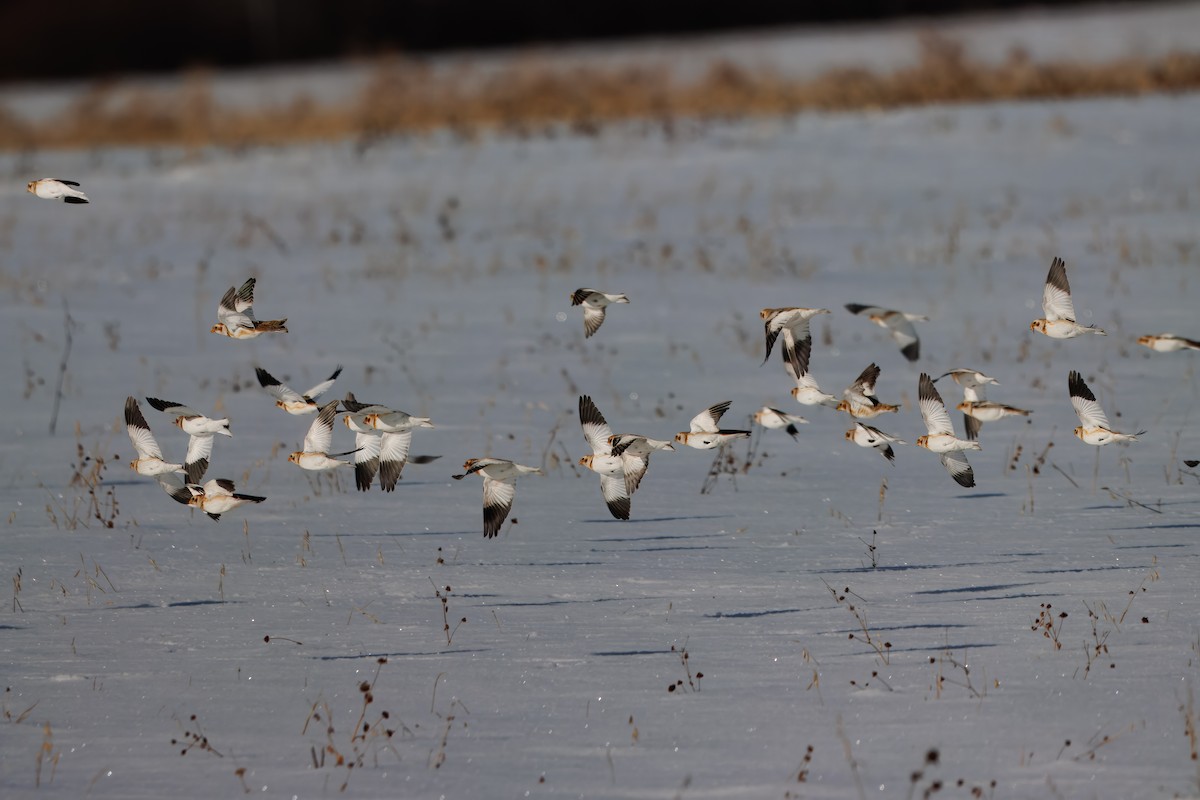 Snow Bunting - ML646838701