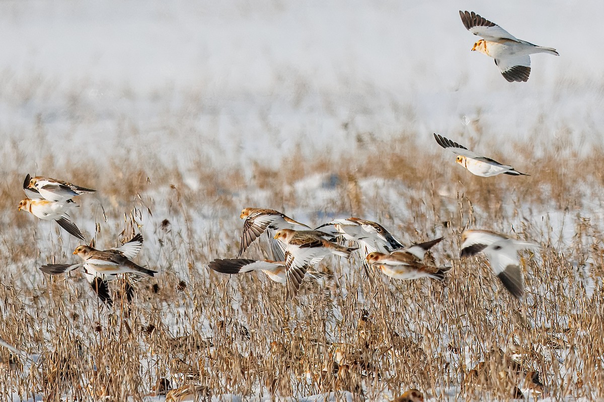 Snow Bunting - ML646838702