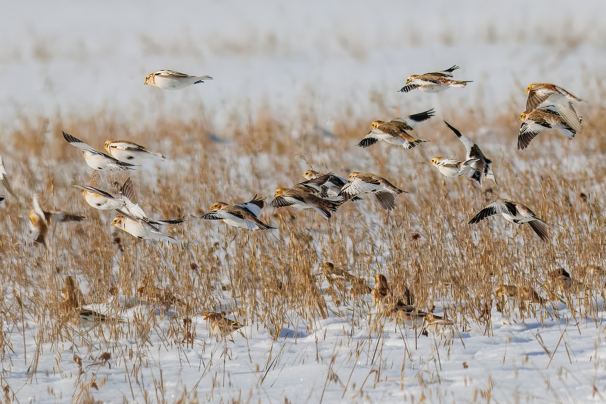 Snow Bunting - ML646838703