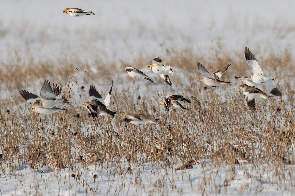 Snow Bunting - ML646838704