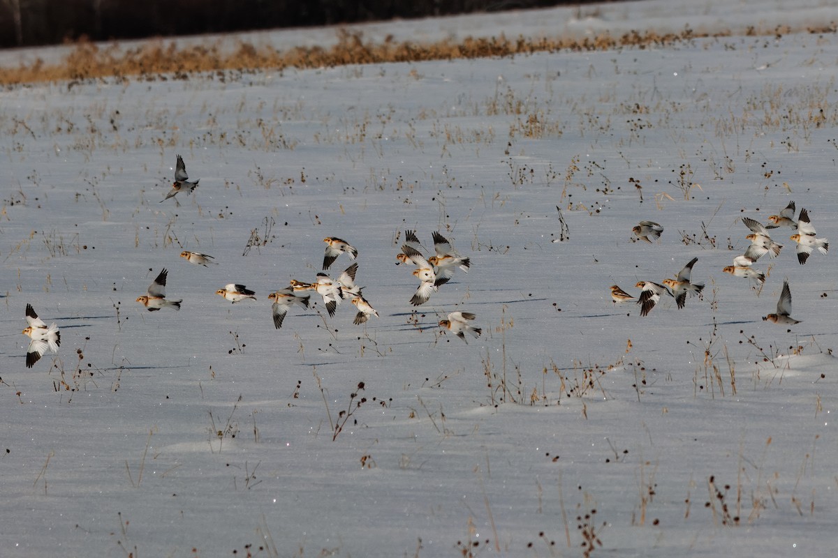 Snow Bunting - ML646838705