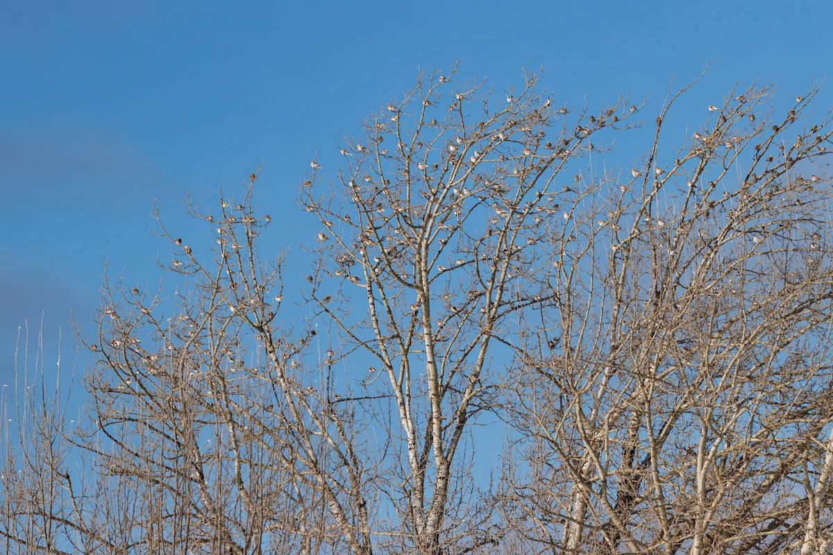 Snow Bunting - ML646838706