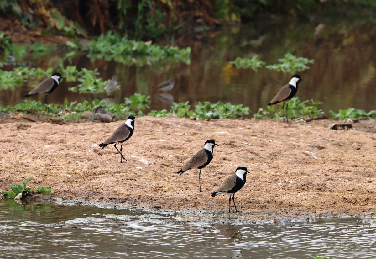 Spur-winged Lapwing - ML646838707