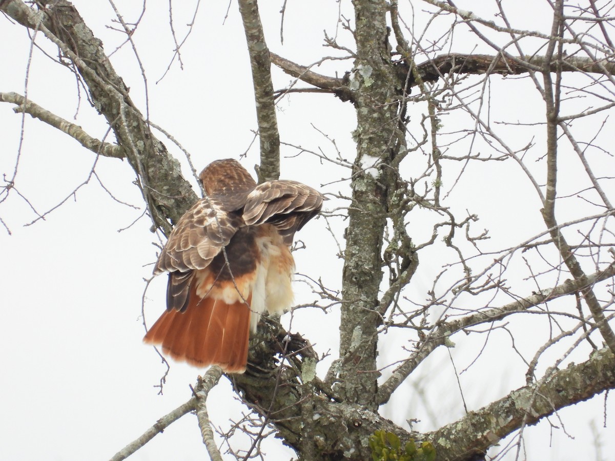 Red-tailed Hawk - ML646838708