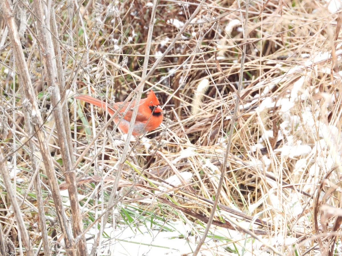 Cardinal rouge - ML646838711