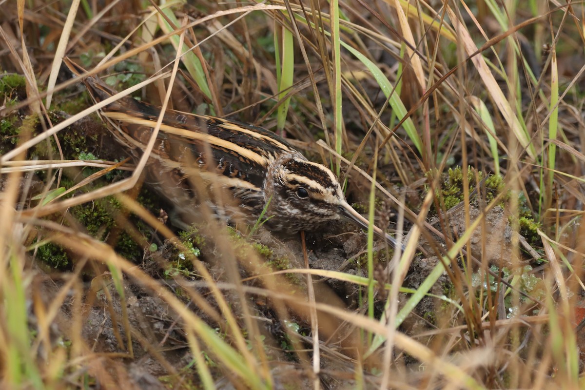 Jack Snipe - ML646838712