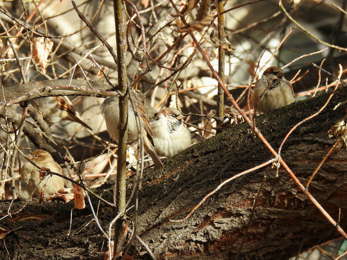 House Sparrow - ML646838719