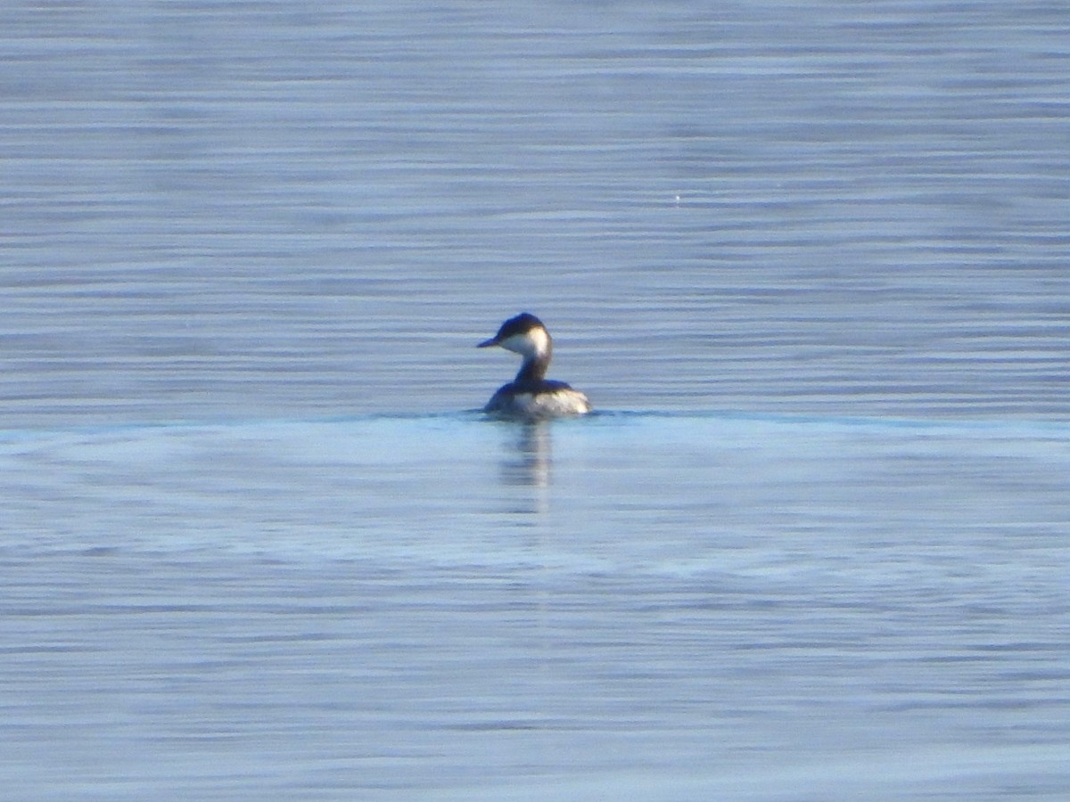 Horned Grebe - ML646838721