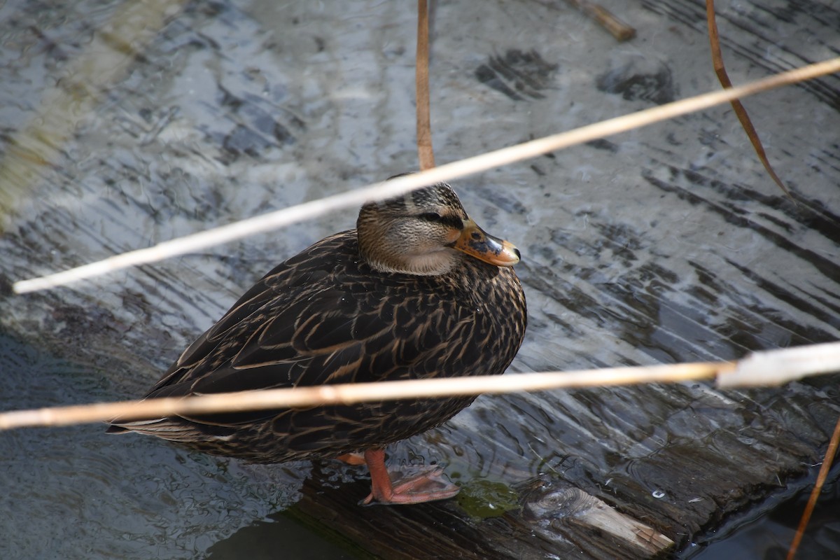 Mottled Duck - ML646838722