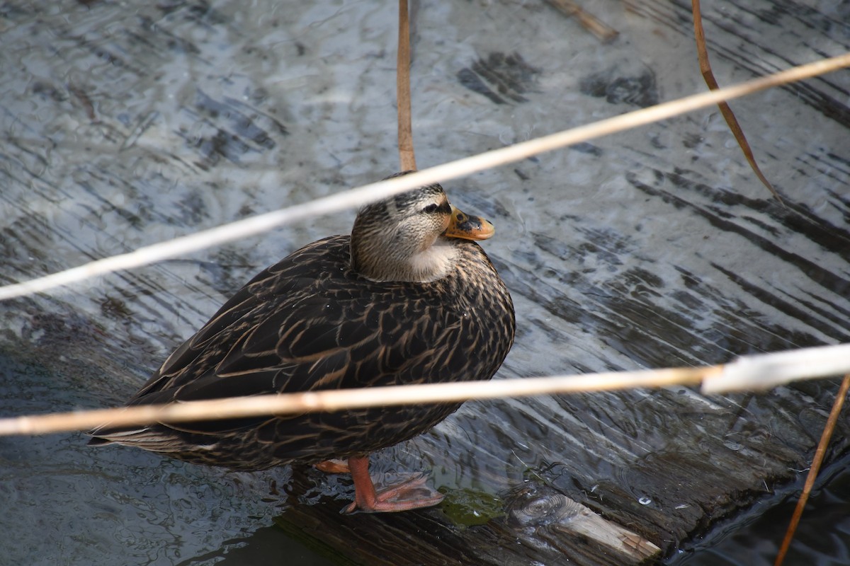 Mottled Duck - ML646838723