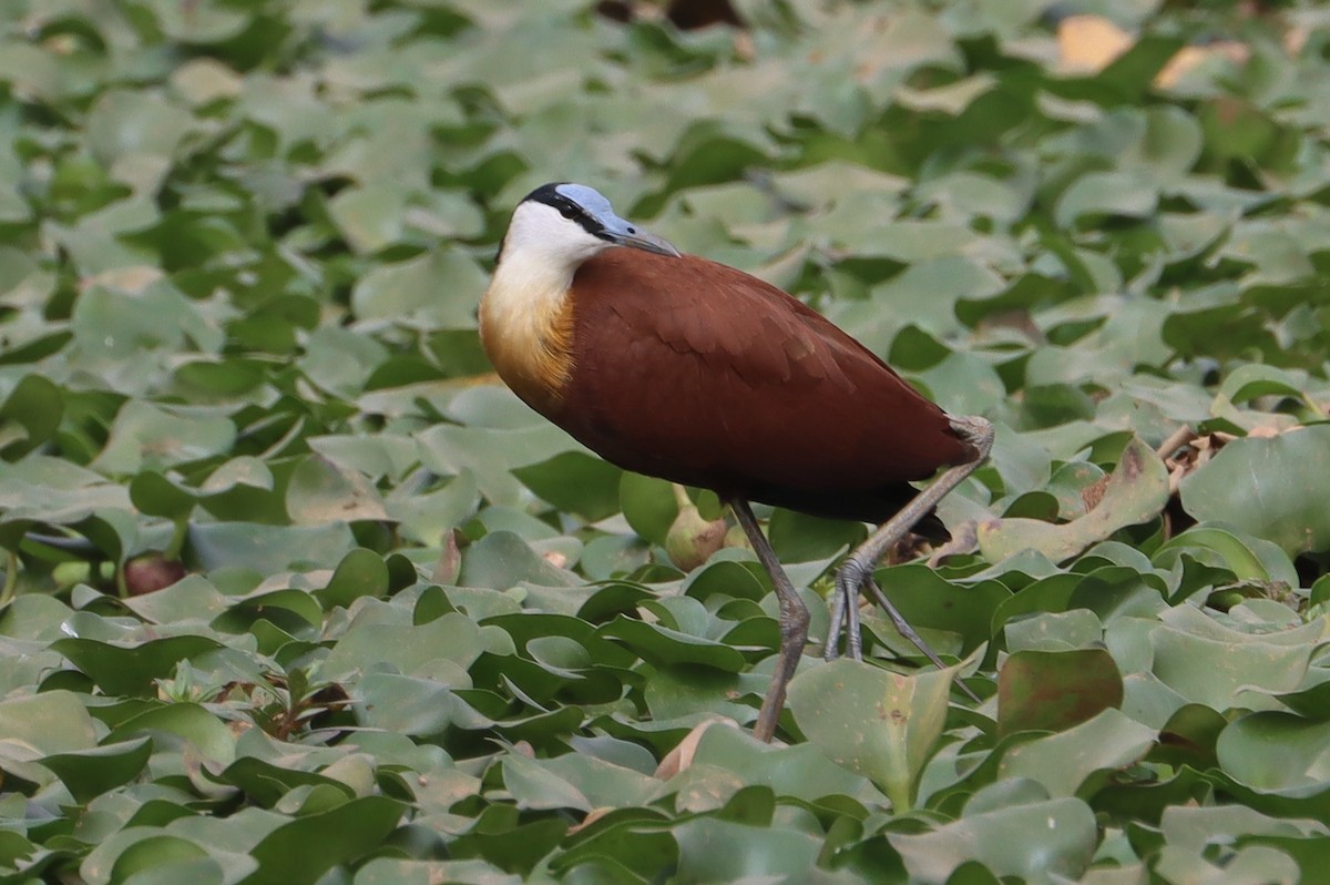 African Jacana - ML646838725